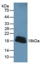 Mouse PTHrP protein, His tag. GTX00047-pro