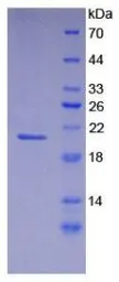 Mouse Fibrillin 1 protein, His tag. GTX00048-pro