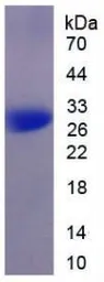 Pig MMP9 protein, His tag (active). GTX00050-pro