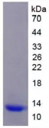 Rat IL1 Receptor 1 protein, His tag. GTX00051-pro