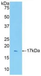 Rat IL1 Receptor 1 protein, His tag. GTX00052-pro