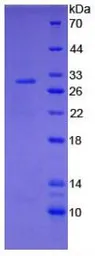 Rat Coagulation factor III/Tissue Factor protein, His tag. GTX00054-pro