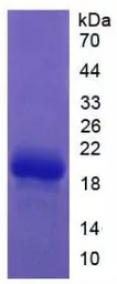 Rat Coagulation Factor II protein, His tag. GTX00058-pro