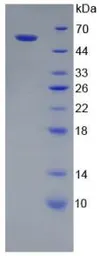 Rat Cathepsin A protein, His and GST tag. GTX00059-pro