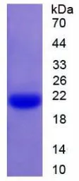 Rat Caspase 1 protein, His tag. GTX00060-pro