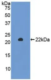 Rat SIRT3 protein, His tag. GTX00061-pro