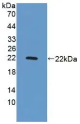 Rat GADD45A protein, His tag. GTX00066-pro