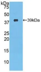 Mouse NUCB2 protein, His and GST tag. GTX00074-pro