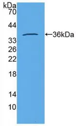 Bovine Insulin protein, His and GST tag. GTX00075-pro
