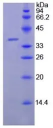 Goat Lactoferrin protein, His tag. GTX00078-pro