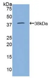 Goat Lactoferrin protein, His tag. GTX00078-pro