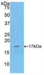 Human IL16 protein, His tag (active). GTX00089-pro
