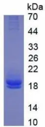 Human IL2 protein, His tag (active). GTX00092-pro