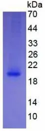 Human IL4 protein, His tag (active). GTX00093-pro