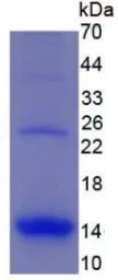 Human MIP1 alpha protein, His tag (active). GTX00096-pro