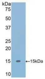 Human TGF beta 1 protein, His tag. GTX00101-pro