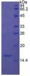 Human TGF beta 1 protein, His tag. GTX00101-pro