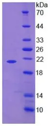 Human TNF alpha protein, His tag (active). GTX00102-pro