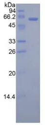 Human Adiponectin Receptor 1 protein, His and GST tag. GTX00105-pro