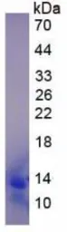 Human MCP4 protein, His tag (active). GTX00107-pro