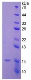 Human AMH protein, His tag. GTX00109-pro
