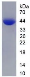 Human Galectin 9 protein, His tag. GTX00111-pro