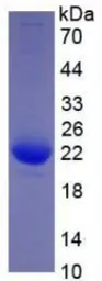 Human IL1 beta protein, His tag (active). GTX00115-pro