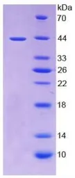 Human TWEAKR protein, His and GST tag. GTX00120-pro