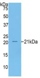 Human CD27 protein, His tag. GTX00124-pro