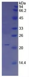 Human IL17E protein, His tag. GTX00133-pro