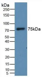 Human HRG protein, His tag. GTX00140-pro