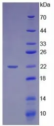 Human HMGB1 protein, His tag. GTX00153-pro