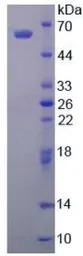 Human ALDH1A1 protein, His tag. GTX00155-pro