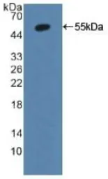 Human CYP1A2 protein, His and GST tag. GTX00158-pro