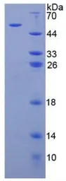 Human ARSB protein, His tag. GTX00161-pro