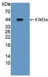 Human PON3 protein, His tag. GTX00164-pro