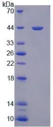 Human PON3 protein, His tag. GTX00164-pro