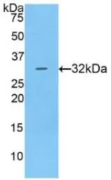 Human Cathepsin V protein, His tag. GTX00171-pro