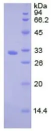 Human Cathepsin V protein, His tag. GTX00171-pro