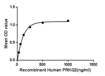 Human CGK2 protein, His tag. GTX00173-pro