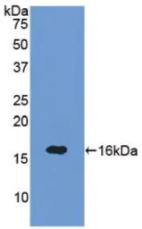 Human Semaphorin 3A protein, His tag. GTX00178-pro