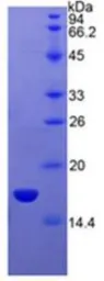 Human Semaphorin 3A protein, His tag. GTX00178-pro