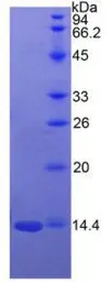 Human Semaphorin 3A protein, His tag. GTX00179-pro
