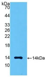 Human GDF8 / Myostatin protein, His tag. GTX00183-pro