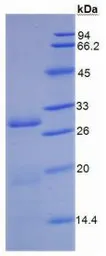 Human CD26 protein, His tag. GTX00187-pro