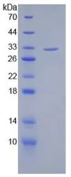 Human SIRT3 protein, His tag. GTX00190-pro