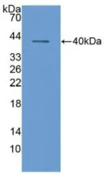 Human MIP3 alpha protein, GST tag. GTX00193-pro