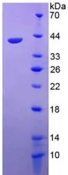 Human MIP3 alpha protein, GST tag. GTX00193-pro
