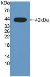 Human DHODH protein, His tag. GTX00200-pro