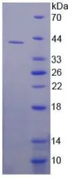 Human DHODH protein, His tag. GTX00200-pro